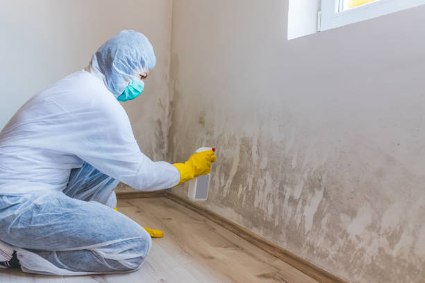 Licensed Mold Cleanup service in Auburn, KY - WQB Mold Removal